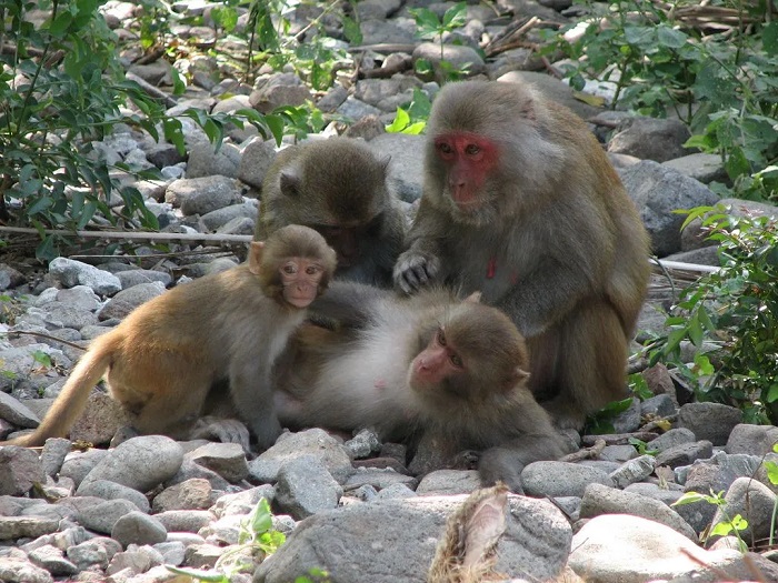 Thăm thú đảo Khỉ trên vịnh Lan Hạ