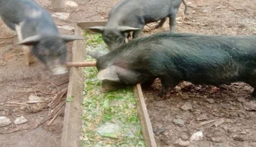 Những con lợn bản của hộ gia đình người dân Mường Khương chăn nuôi, cám lợn chủ yếu rau nhiều hơn cám ngô